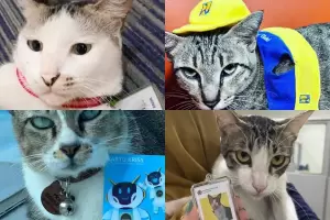 Jadi Pegawai Kantor Pajak hingga Bankir, 4 Kucing Viral Ini Bikin Gemes