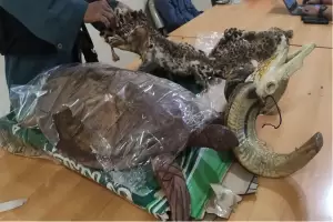 Jual Bagian Tubuh Macan Tutul via Facebook, Pemuda 22 Tahun Ditangkap di Bekasi