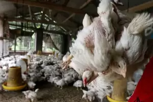 Kementan Bersama Ombudsman Turun Tangan Bantu Peternak Ayam yang Terjerat Utang
