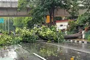 Hujan Angin Kencang, 3 Pohon Tumbang di Jakpus dan Jaksel