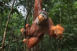 7 Fakta Unik Orangutan, Primata yang Populasinya Hampir Punah