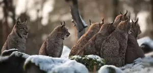 Dianggap Membahayakan Manusia, Swedia Izinkan Perburuan Kucing Lynx