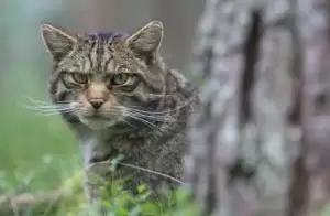 Asal Usul Rubah Kucing Legendaris Terungkap, Punya Gen Mirip Kucing Liar