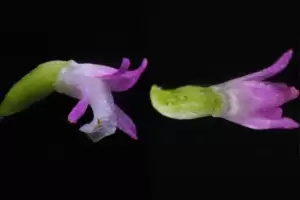 Bunga Berkontur Seperti Kaca, Spesies Baru Anggrek Ditemukan