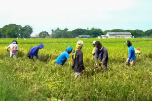 Dongkrak Produktivitas Petani melalui FEP Ditargetkan Capai 10 Ribu Hektare