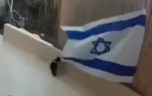 Viral! Video Kucing Liar Mencopot Bendera Israel