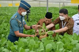 Wapres Ajak Petani Tangkap Peluang Ekspor Komoditas Sayuran