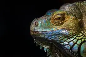 5 Perbedaan Iguana dan Bunglon Dilihat dari Ciri Fisiknya