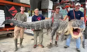 Aligator Mississippi Terbesar Ditangkap, Berat 364 Kg dan Panjang 4,3 Meter