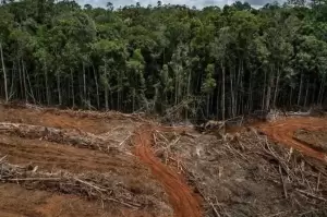 Rugikan Indonesia, Jokowi Minta Belanda Hapus Kebijakan Anti-deforestasi