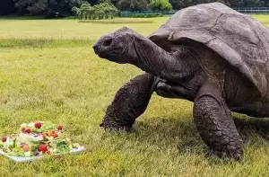 Kura-kura Tertua di Dunia Rayakan Ulang Tahun ke-191