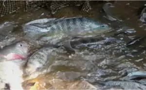 25 Persen Spesies Ikan Air Tawar di Dunia Terancam Punah