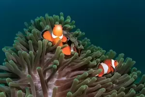 7 Fakta Unik Anemon Laut, Rumah Bagi Nemo!