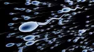 Penyebab Menurunnya Jumlah Sperma Manusia Akhirnya Terkuak