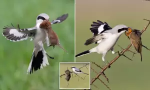 Mengenal Butcherbird, Burung Tukang Jagal yang Brutal