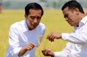 Harga Beras Menggila, Mentan Lapor ke Jokowi Produksi Petani Turun