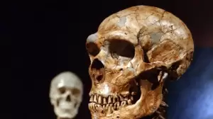 Kehidupan Sehari-hari Manusia Purba Neanderthal Terungkap dari Kotoran di Giginya