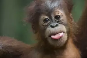 Punya Selera Humor Tinggi, lmuwan Ungkap Bagaimana Primata Bercanda