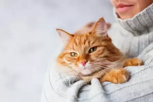 Cium Kucing Peliharaan Bisa Tularkan Penyakit, Waspada!