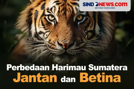 Jangan Salah, Ini Perbedaan Harimau Sumatera Jantan dan Betina