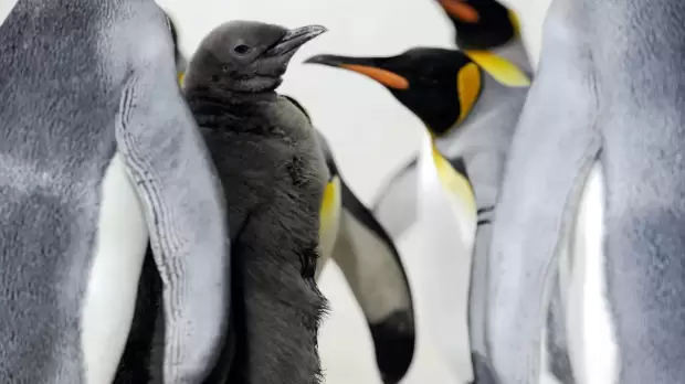 Pinguin Kaisar, Spesies Pinguin Tertinggi dan Terberat yang Terancam Punah  - Suara Hits